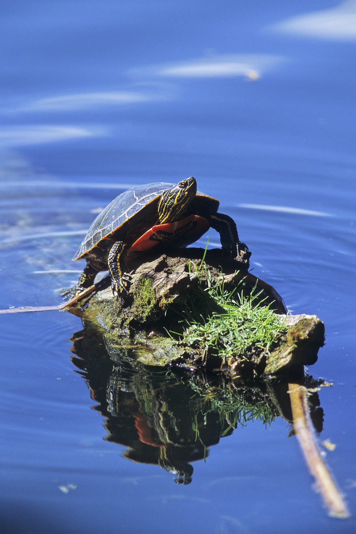 Photo:Western painted turtle — threatened (John E. Marriott).