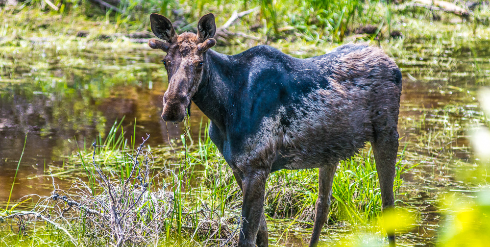 Moose in Nopiming Provincial Park near area bulldozed for mineral exploration (Eric Reder).