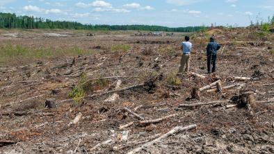 Forest razed before Environment Act licence issued in 2012 in Hollow Water First Nation