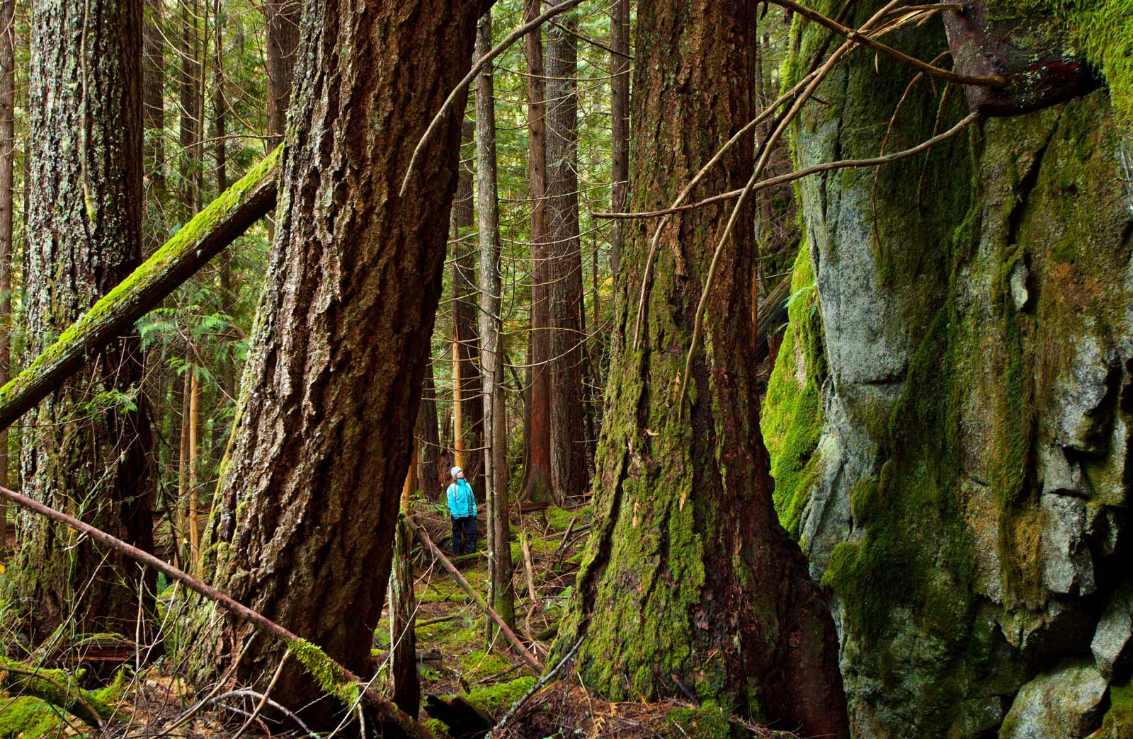 Looking up in an old-growth forest, Chilliwack Valley B.C.