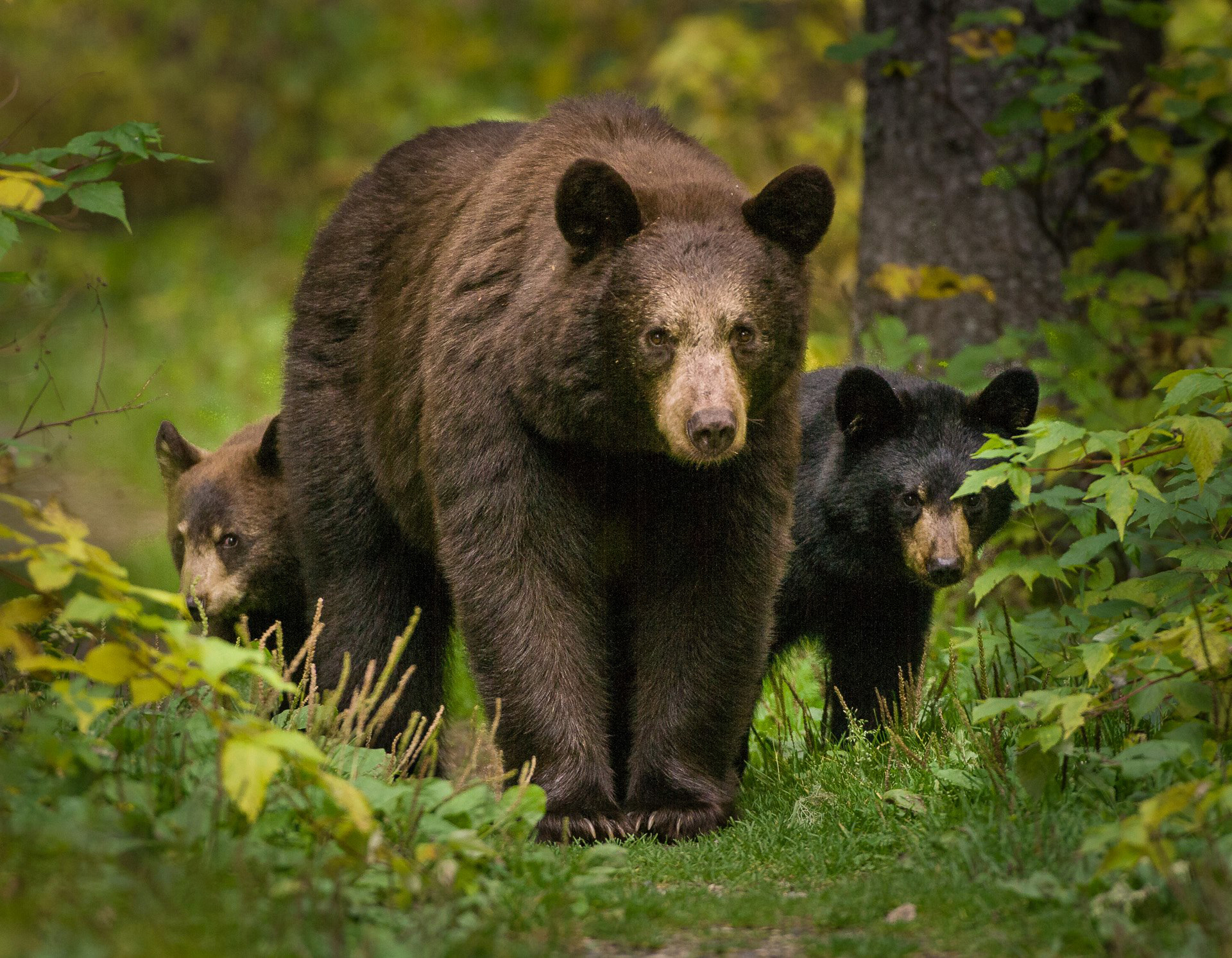 Black bear mom and cubs (Paul Burwell).