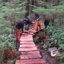 Volunteers laying cedar boardwalk in a temperate rainforest trail.