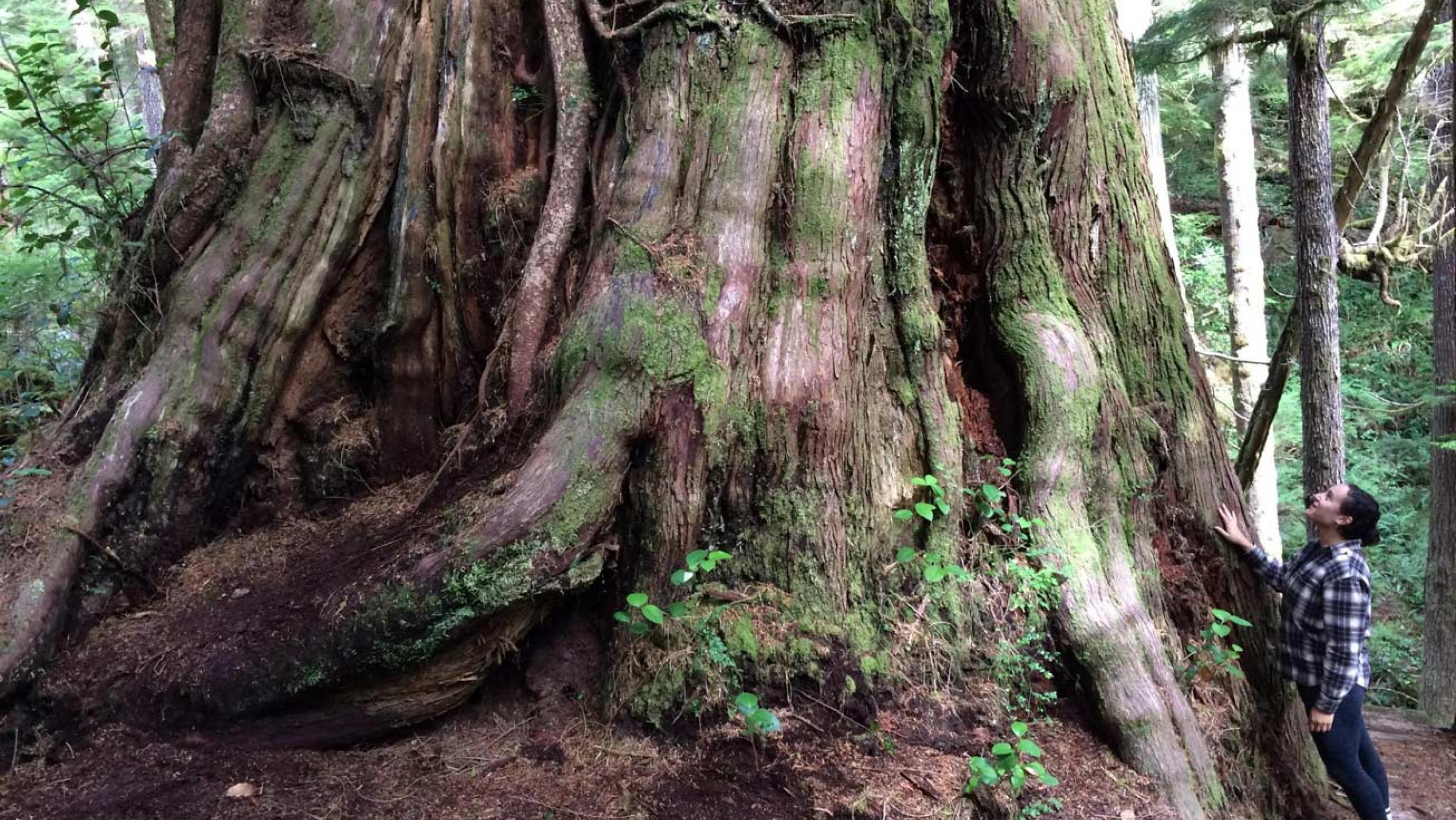A big old-growth tree.