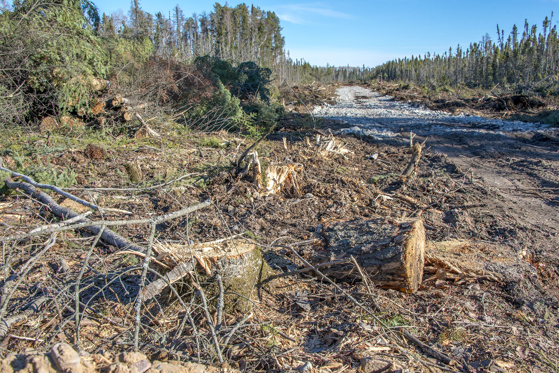 The Manitoba government’s assessment process allowed clearcutting before an environment license was even issued