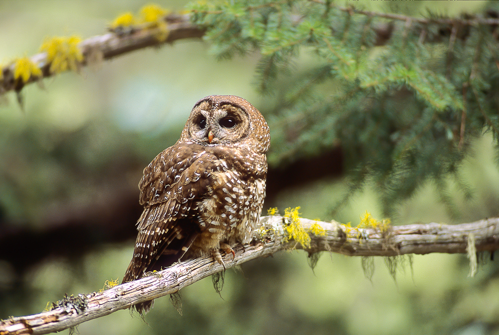 Feds Asked To Step In To Save Endangered Spotted Owls From Canadian ...