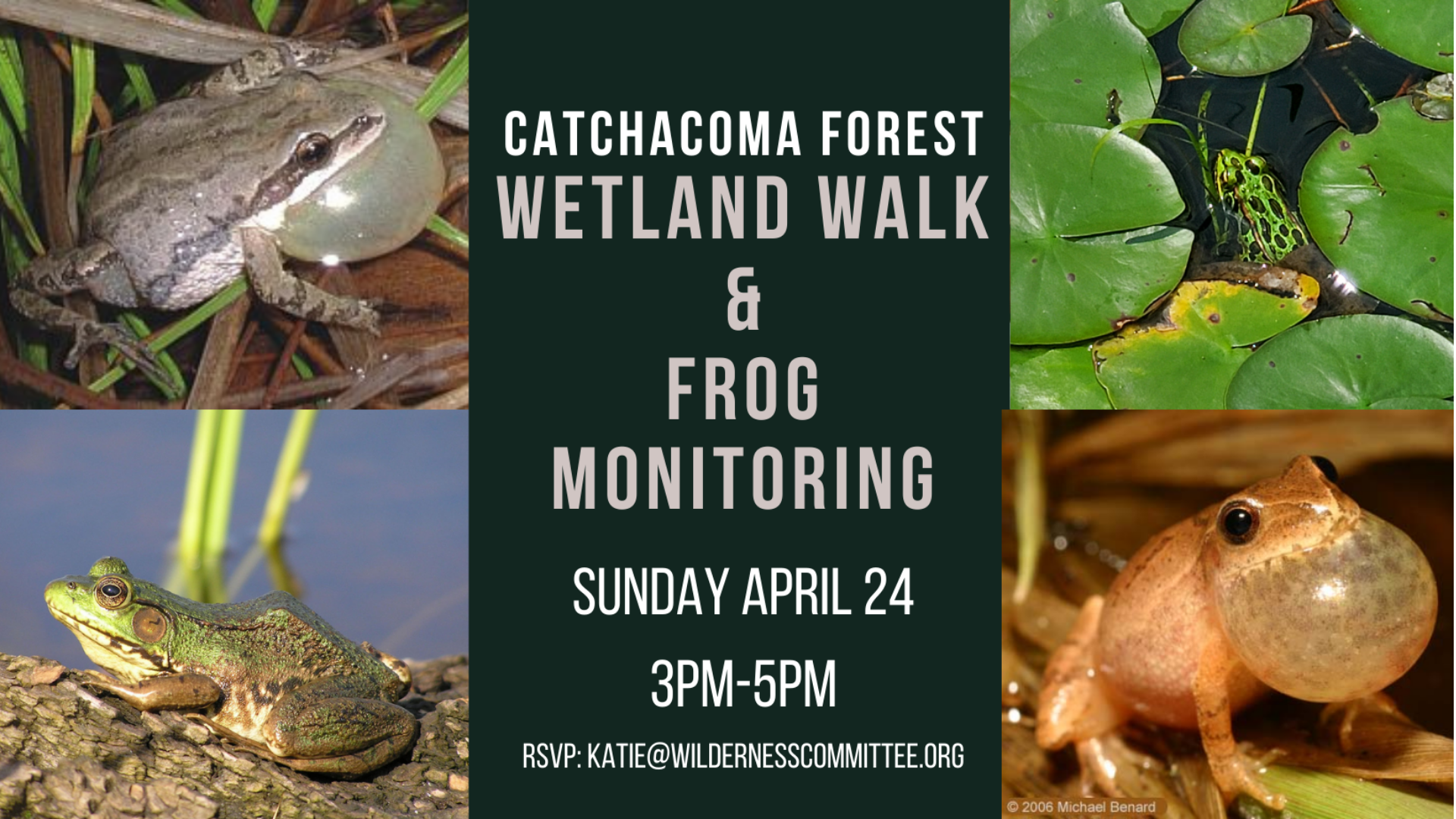 An event poster with photos of four different types of frogs. The text of the image reads "Catchacoma Forest Wetland Walk and Frog Monitoring. Sunday April 24. 3 p.m. to 5 p.m. RSVP: Katie@wildernesscommittee.org." End of image description.