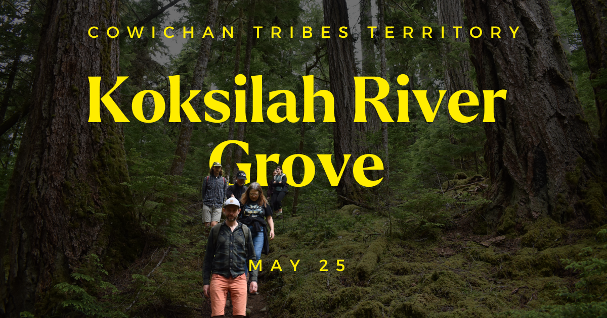 A group of people walking down a forest. Text on the image says "Koksilah River Grove. May 25. Cowichan Tribes Territory." End of image description.