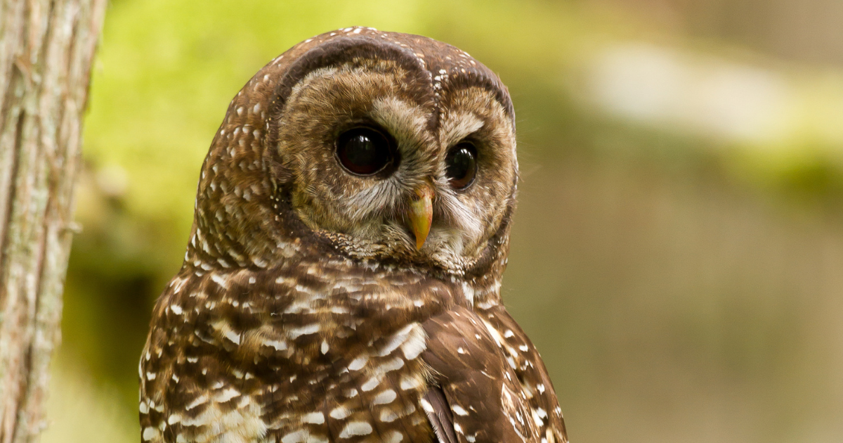 A spotted owl. End if image description. 