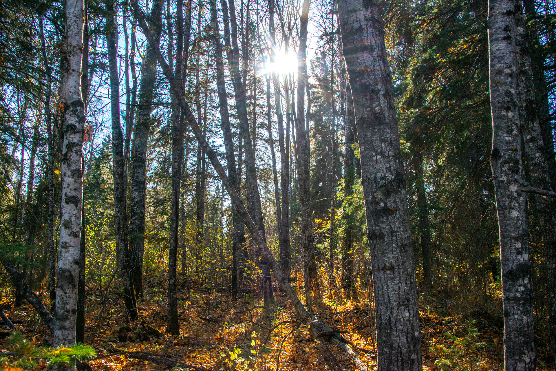 The sun shining through trees in Duck Mountain Provincial Park