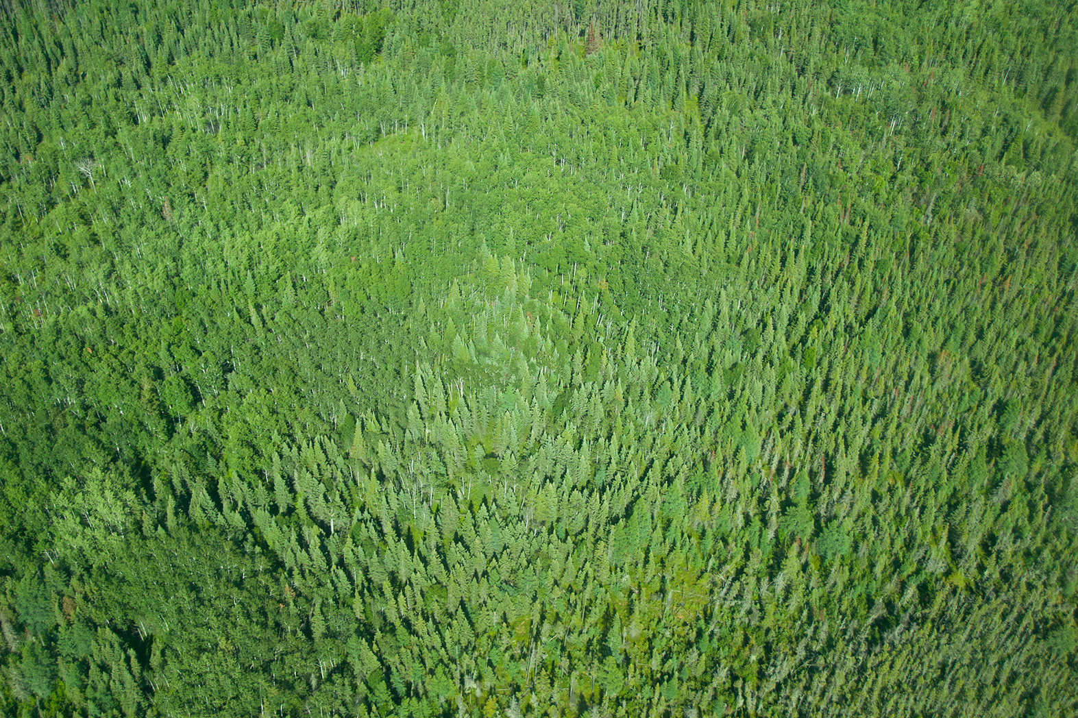 An intact peatland (Eric Reder)