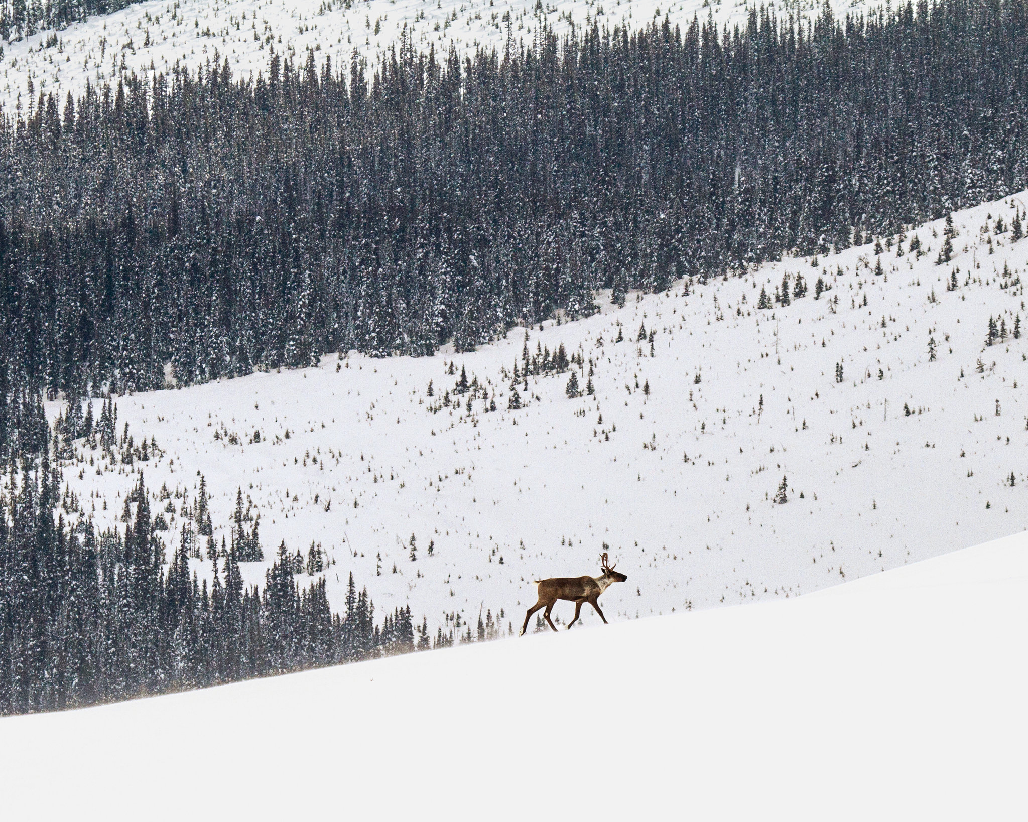 a caribou in a snowy mountain landscape