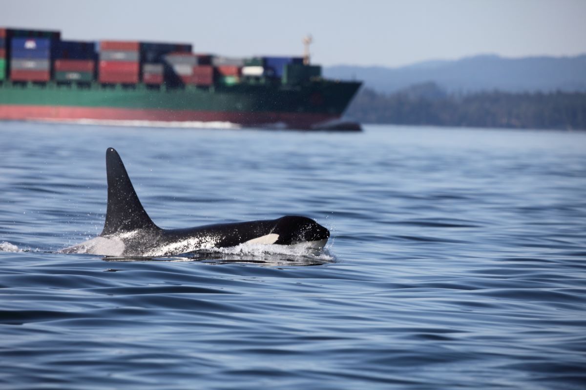 An orca with a tanker in the background. end of image description.