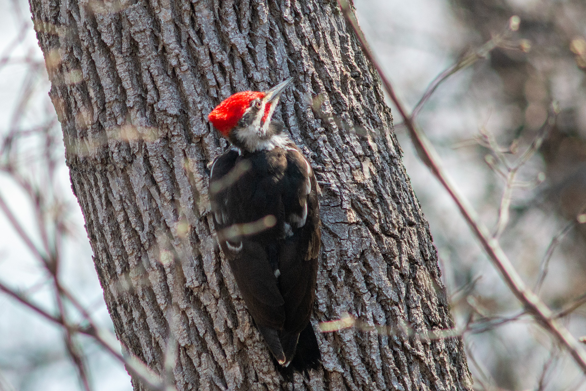 A pileated woodpecker on a tree