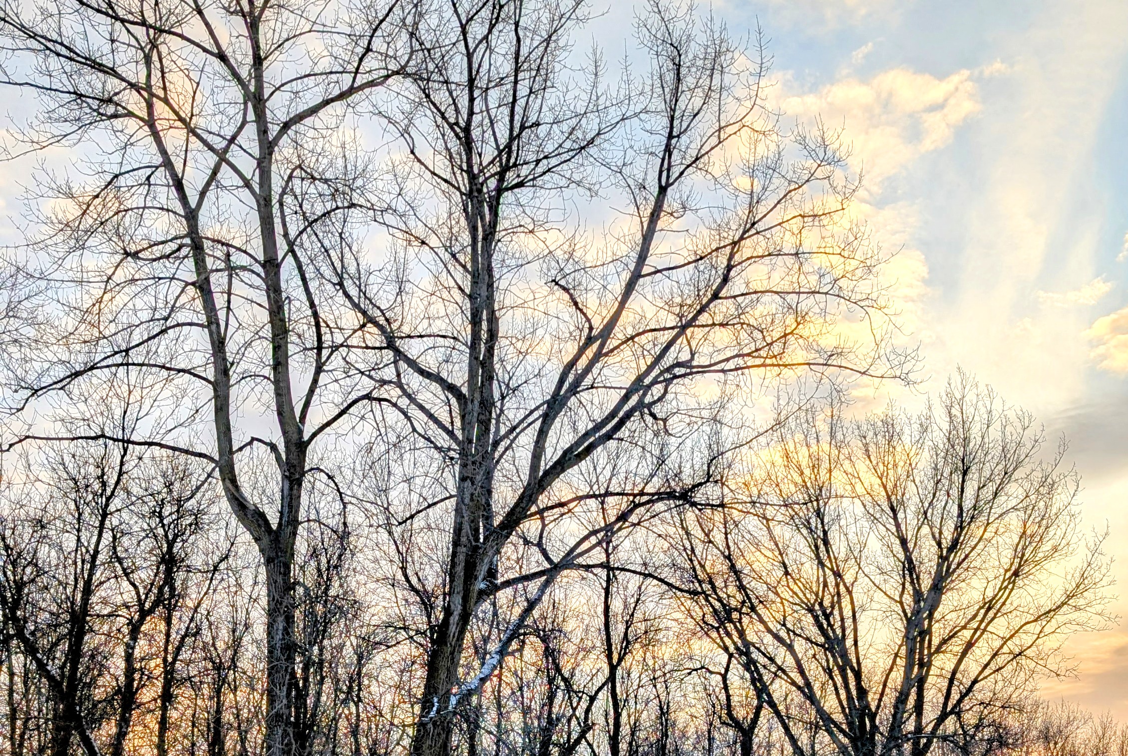 Trees in Lemay Forest