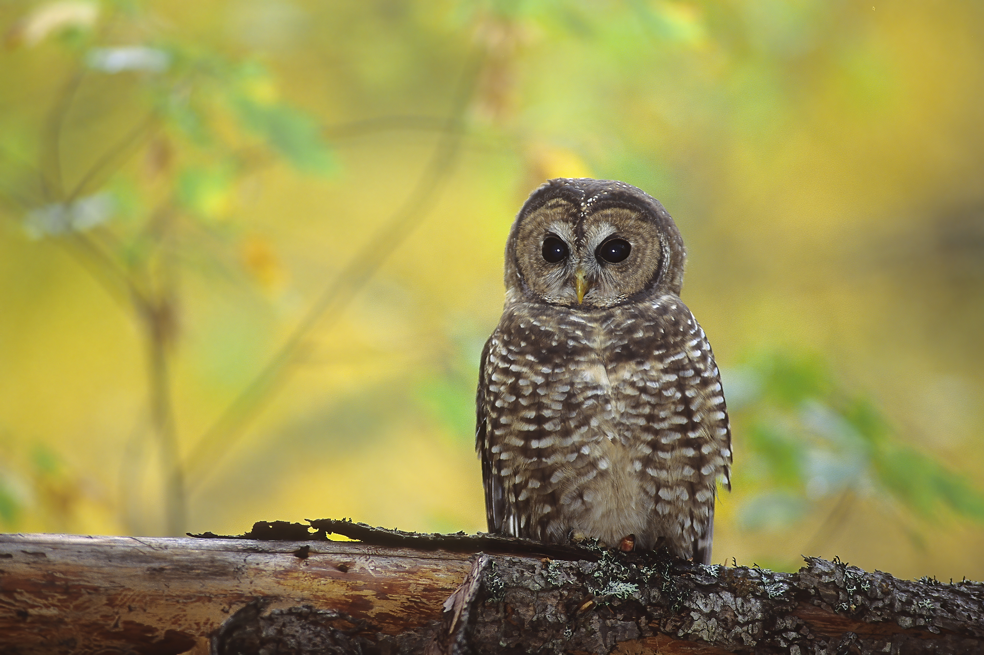 Northern Spotted Owl by Jared Hobbs