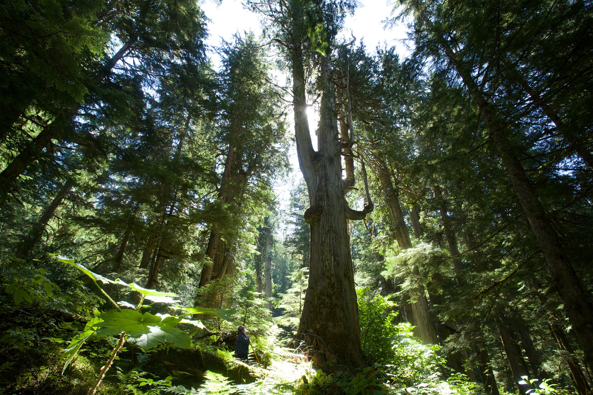 Energy forest. Primeval Forest. Inland temperate Rainforest. Temperate Rainforest.