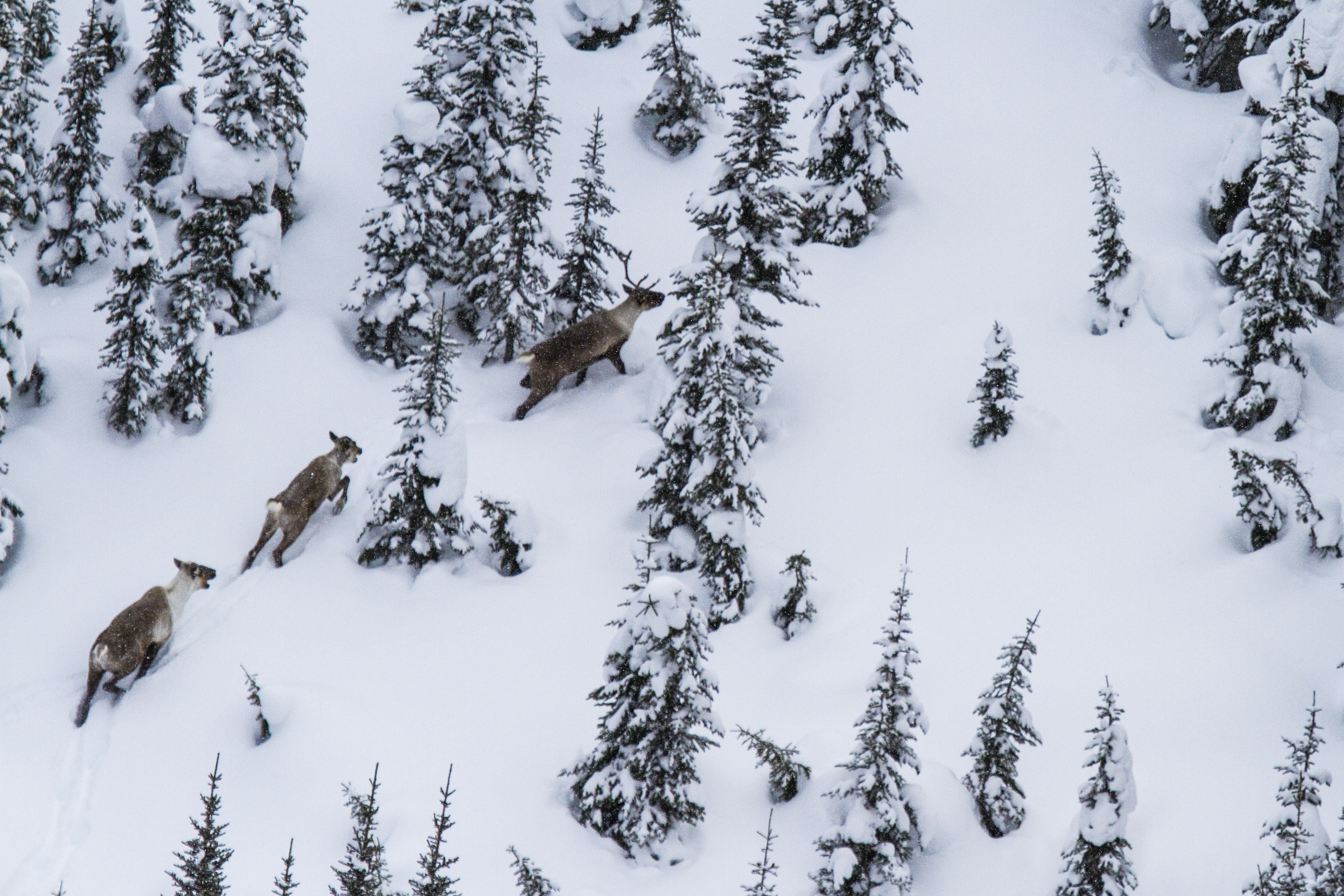 Aerial view of southern mountain caribou in the Hart range (David Moskowitz)