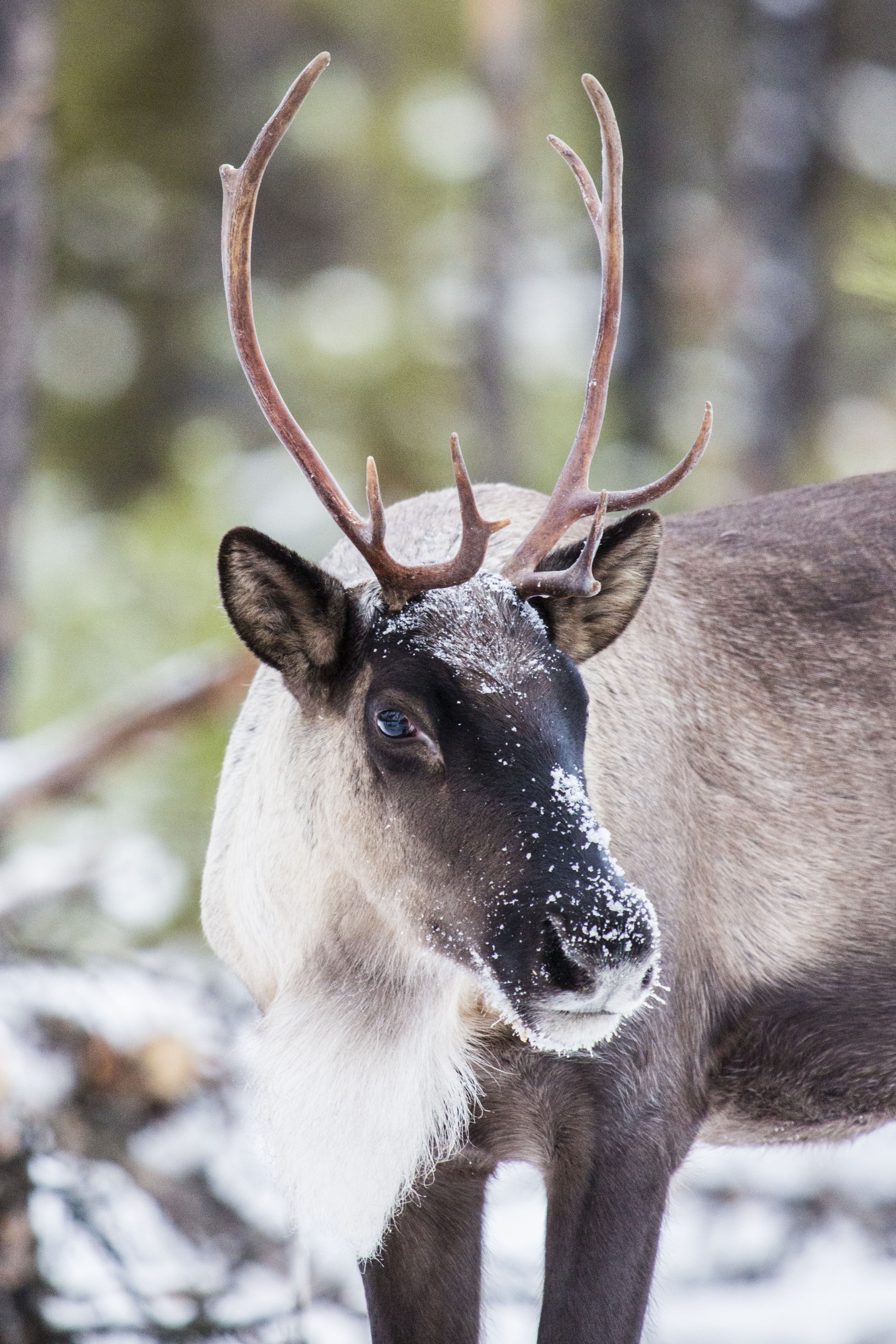 Photo: Southern mountain caribou in late fall (David Moskowitz).