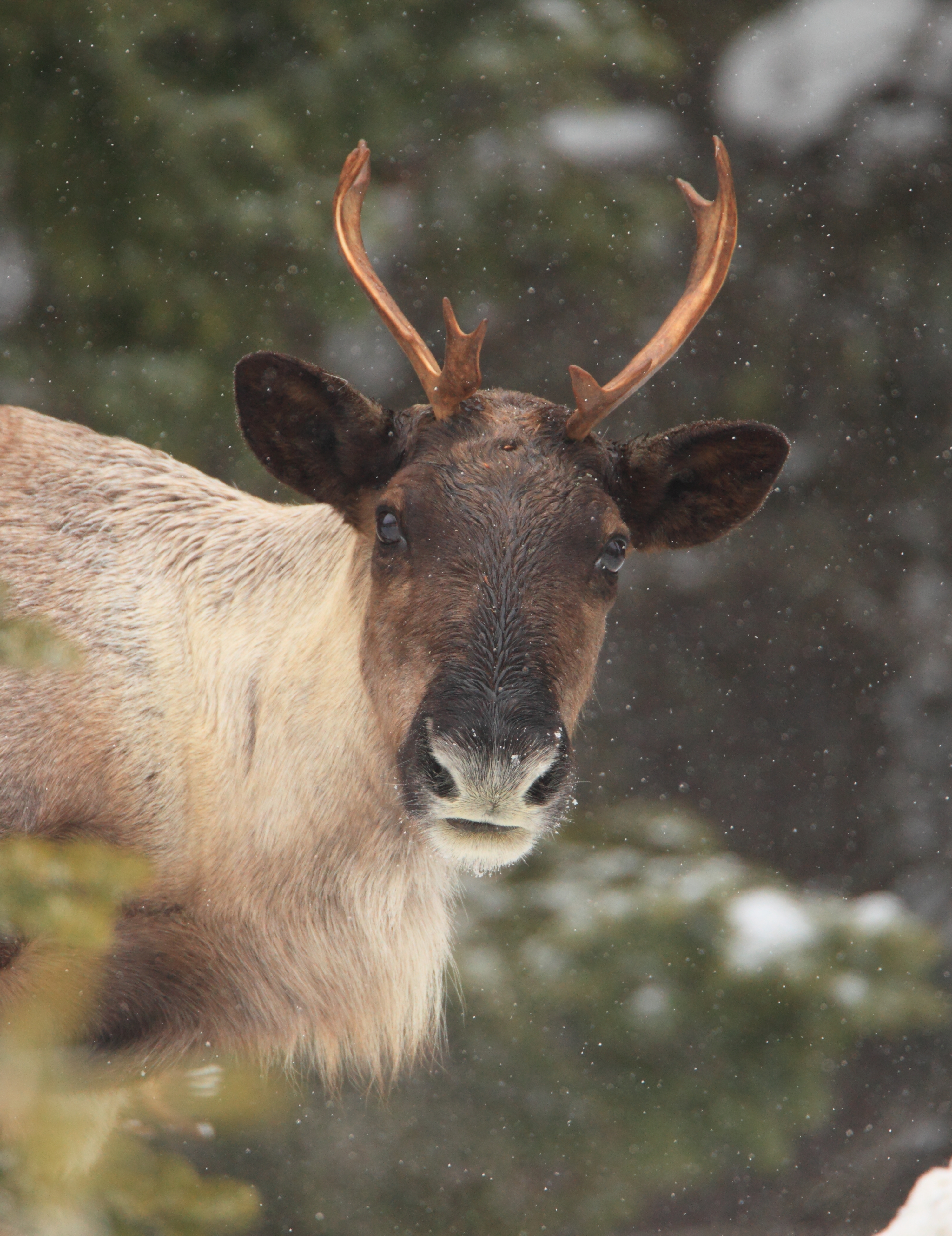 Young southern mountain caribou (Jacob Dulisse).