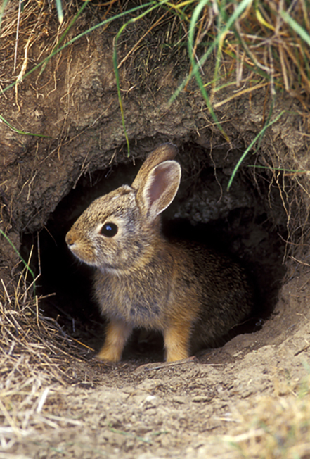 Nuttall's Cottontail Rabbit