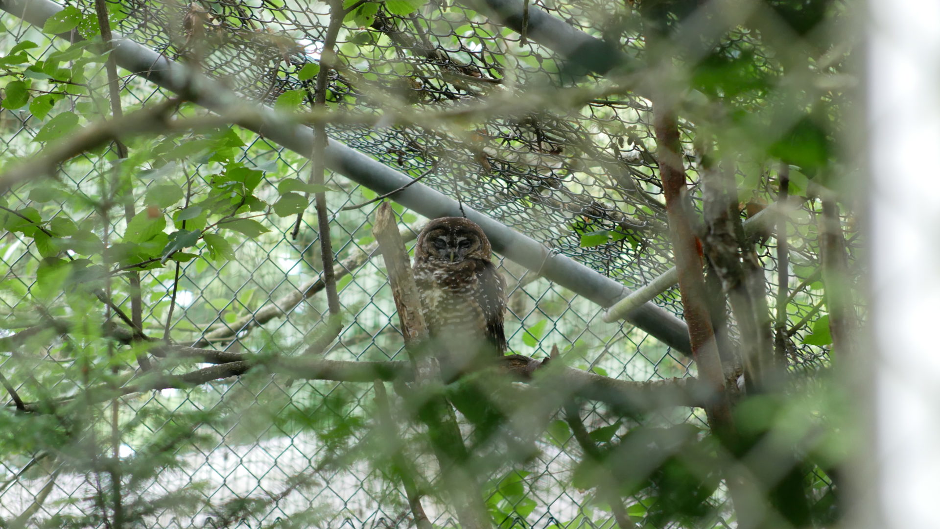 Oregon, a northern spotted owl, in his aviary at the breeding facility. Photo: Carol Linnitt / The Narwhal
