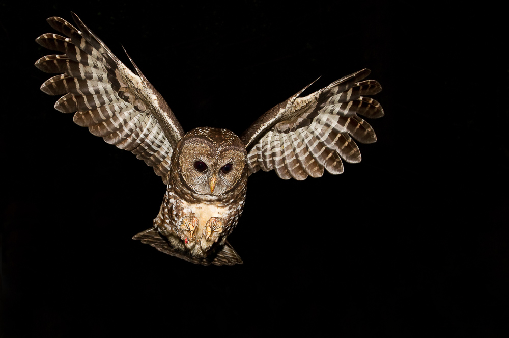 Spotted owls are now functionally extinct in Canada’s wild, where an estimated 1,000 of the raptors once lived in southwestern B.C.’s old-growth forests of Douglas fir, western hemlock and western red cedar. For 12 years, the B.C. government has steadfastly avoided identification of the owl’s critical habitat, required by the recovery strategy. Photo: Jared Hobbs