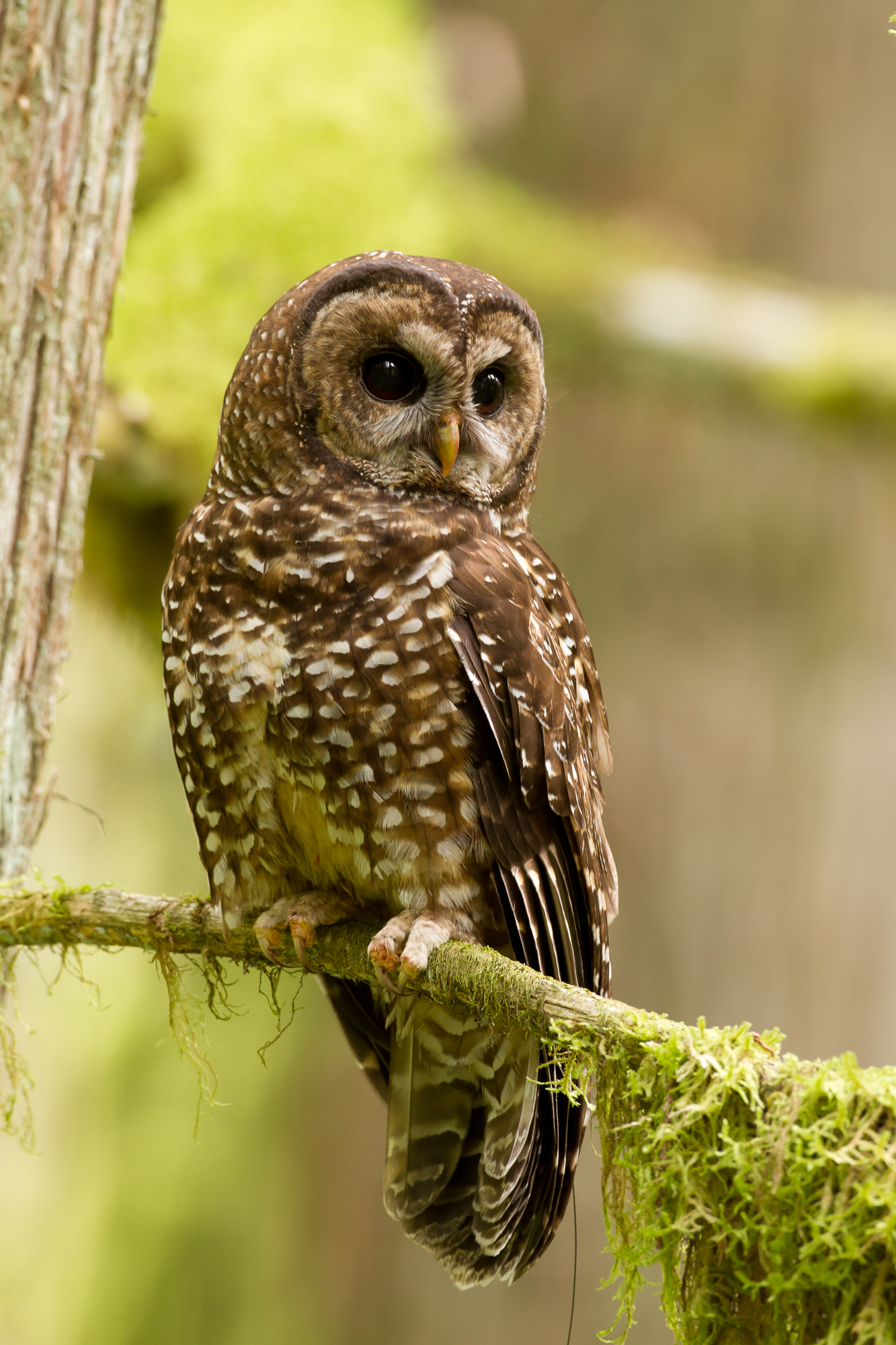 A juvenile spotted owl takes up temporary residence on its dispersal, Cayoosh Creek near Lillooet, B.C. Photo: Jared Hobbs