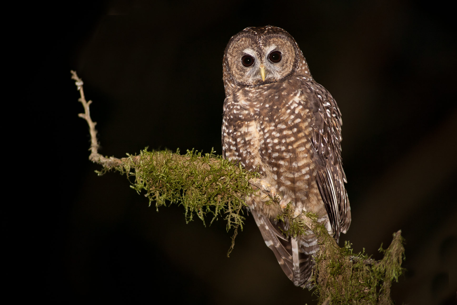 A Northern Spotted Owl, strix occidentalis caurina, in southern B.C. Photo: Jared Hobbs