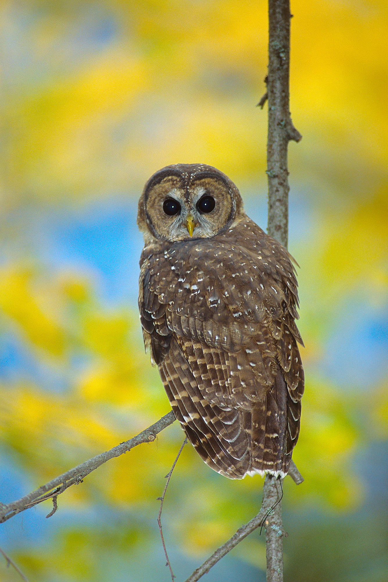 An adult female Northern Spotted Owl found in a nesting stand near Hope, B.C. Photo: Jared Hobbs