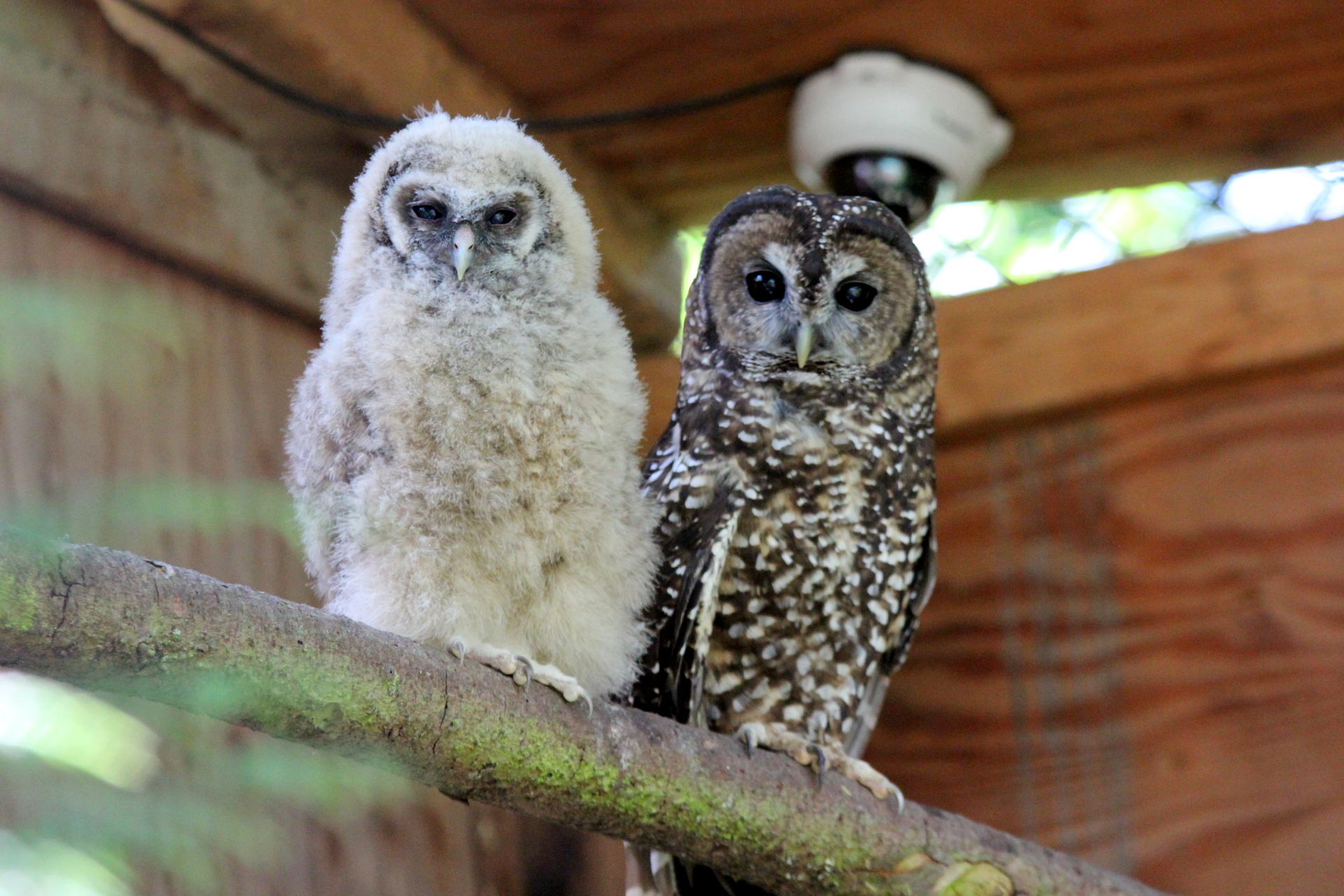 A spotted owl and youngster at the breeding facility. Photo: Northern Spotted Owl Breeding Program