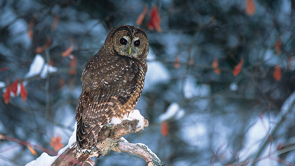 Spotted Owl | Photo ©Jared Hobbs