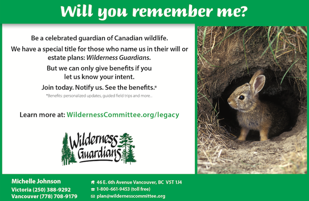 Graphic with a picture of a bunny and the following text. "Will you remember me? Be a celebrated guardian of Canadian wildlife. We have a special title for those who name us in their will or estate plans: Wilderness Guardians. But we can only give you benefits if you let us know your intent. Join today. Notify us. See the benefits. Learn more at WildernessCommittee.org/Legacy. Contact Michelle Johnson 778-708-9179