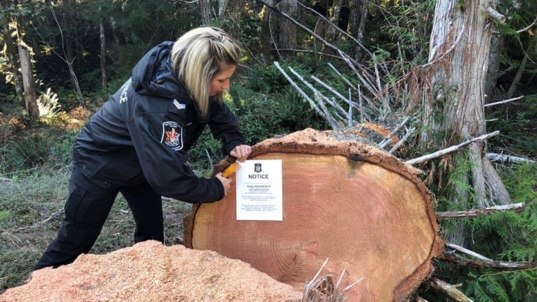 Natural Resource officer Denise Blid posts a seizure notice to poached timber. Photo: B.C. Compliance and Enforcement Branch