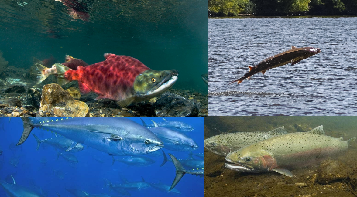 A collage of various fish, including salmon. End of image description.