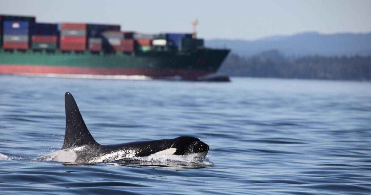 A killer whale swims in the ocean, a large ship behind it. End of image description.