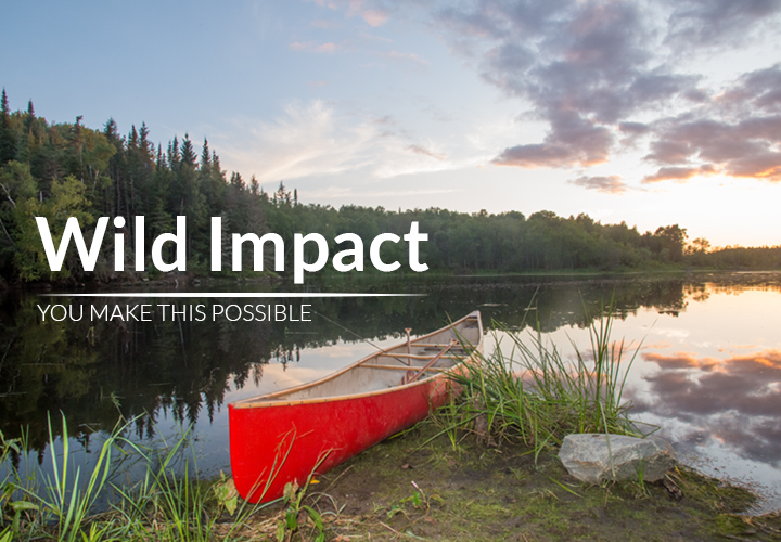 "Wild Impact: you make this possible" appears on a photo of a still lake with a red canoe on the shore.