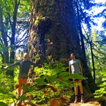 Maxine’s Tree in Carmanah Walbran Provincial Park