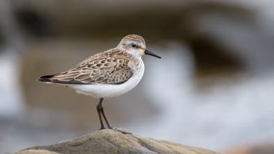 A sandpiper perched on a rock. End of image description. 