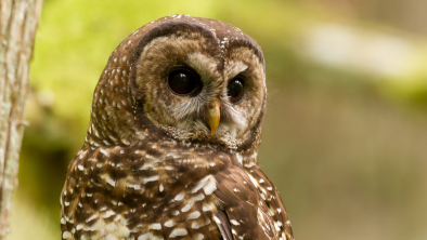 A spotted owl. End if image description. 