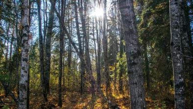 The sun shining through trees in Duck Mountain Provincial Park