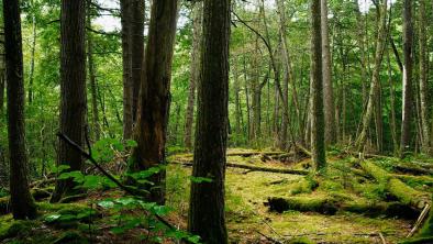 Catchacoma Forest looks green and ethereal. End of image description.