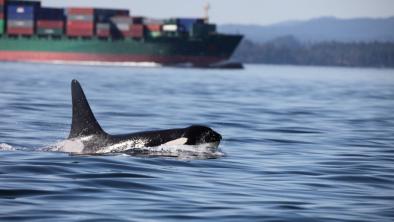 An orca with a tanker in the background. end of image description.