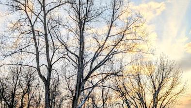 Trees in Lemay Forest