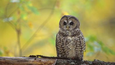 Northern Spotted Owl by Jared Hobbs