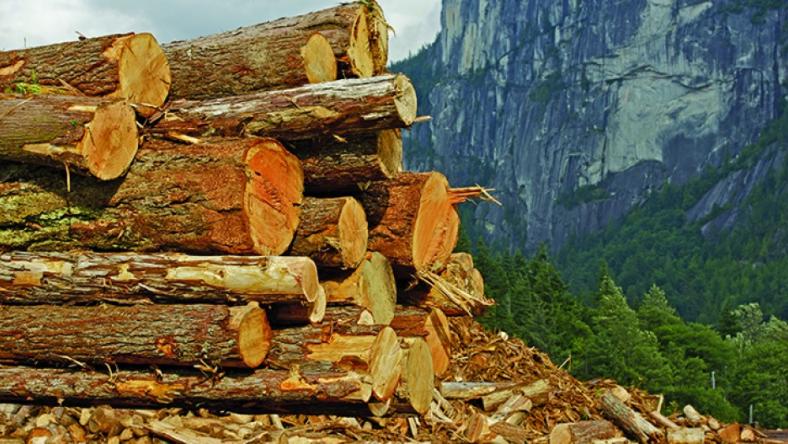 BC Forestry Reform | Wilderness Committee