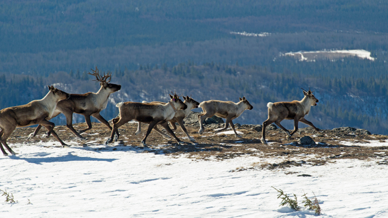 Home | Wilderness Committee