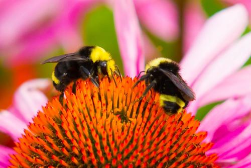 Two bumblebees on a pink flower