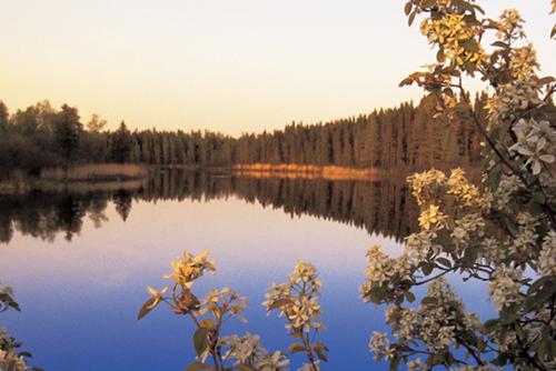 Sunset over a still lake, with forested shores in the background and flowering branches in the foreground