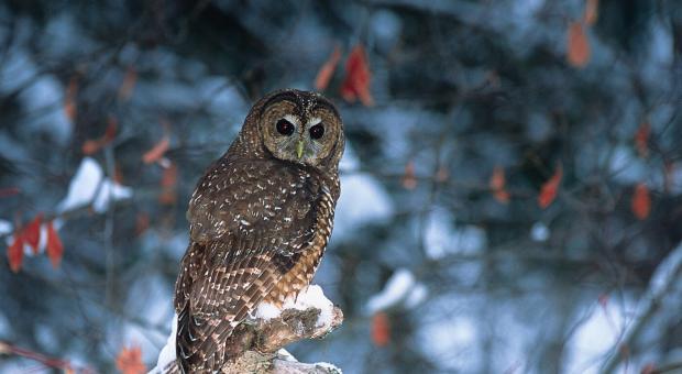 An adult northern spotted owl photographed outside the Spuzzum Valley. The species has been considered functionally extinct in B.C. although environmental organizations recently learned about the existence of a breeding pair in a B.C. valley currently being logged. Photo: Jared Hobbs