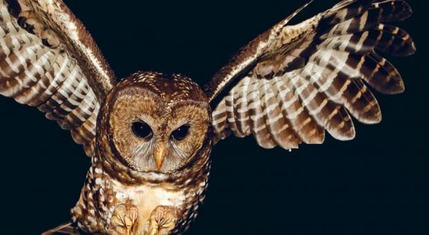 The Government of Canada says spotted owls in Canada are "highly vulnerable to extinction." (Ecojustice)